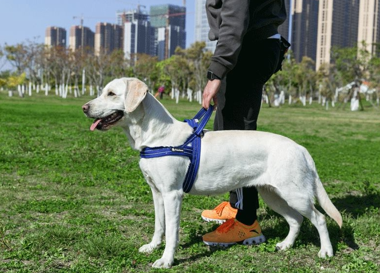 True love犬の胸のストラップはペットの牽引紐の中で大型の夏の通気性の仕事型の反射ストラップを調節